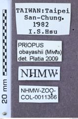 Etikett zu Priopus obayashii (Miwa, 1934)